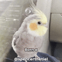 Instagram Bird GIF