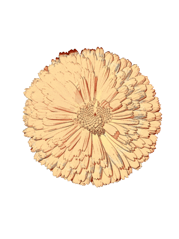 Flowers Boo Sticker by Riverslide Skatepark