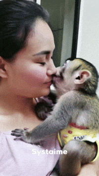 Monkey Singe GIF by systaime