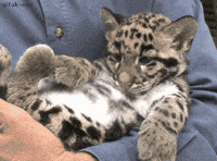 Leopard GIF