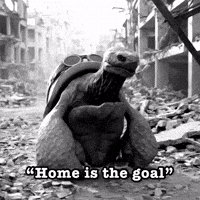 gray_turtle art war turtle helmet GIF