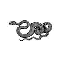 Slither Natural History Sticker by The Wild Curiosity