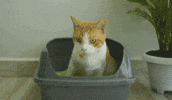 SoyKitty eco-friendly cat walking cat litter litter box GIF