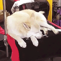 dog show dogs GIF by Westminster Kennel Club