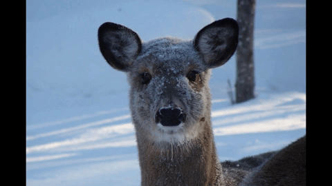 winter deer GIF