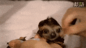 baby animals sloth GIF