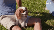 pupparazzi puppy potty face GIF by Nat Geo Wild