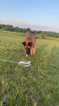Baby Steps as German Shepherd Tries to Beat the Heat With Dog Water Fountain