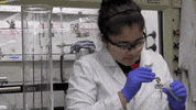 TAMUScience  GIF