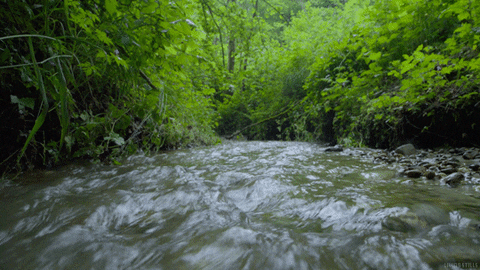 water forest GIF by Living Stills