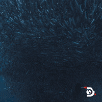 Ocean Eating GIF by Shark Week