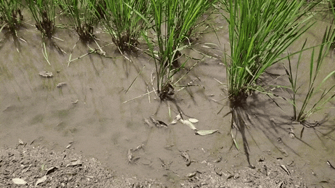 cuteanimalland giphyupload GIF