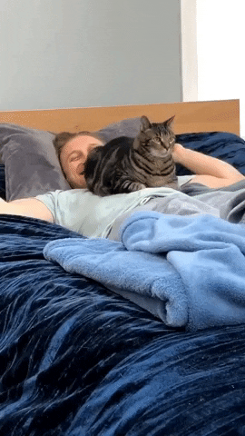 cuteanimalland giphyupload GIF
