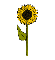 Helianthus Annuus Flower Sticker