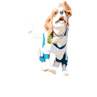 Dogs Love Sticker
