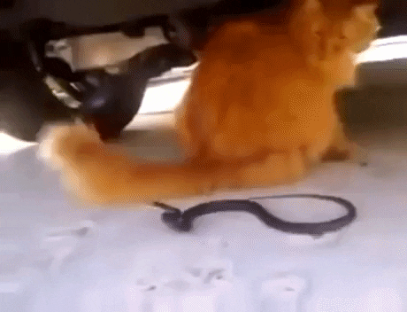 gif-vif giphyupload gifvif cat vs snake GIF