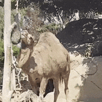 Camel Glazing GIF