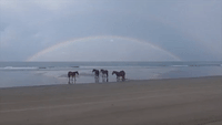 Rainbow Forms as Horses Relax on Carolina Beach