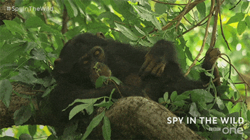 bbc one GIF by BBC
