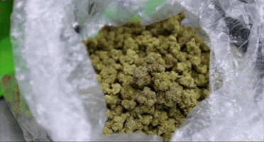 Bag Bloom GIF by Exclusive Brands