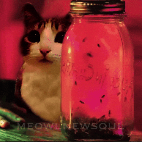 Alice In Chains Cat Meme GIF