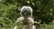 natural world owl GIF by Head Like an Orange