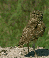 prairie dog owl GIF by Head Like an Orange