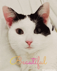 White Cat GIF