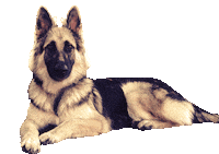 dog tnt Sticker by Tales&Tails