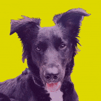 ferusales  GIF
