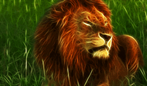 lion GIF