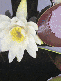 Portland Lily GIF by EDGARDUDE