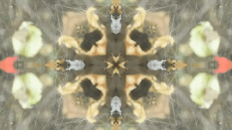 Art Film GIF by jorgemariozuleta