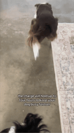 sandracaceres976a6dbc8b454fb186b8b704fd6590e2 giphygifmaker GIF