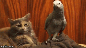 cat charge GIF