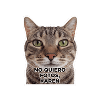 Seguroesporminino Sticker by Minino Plus®