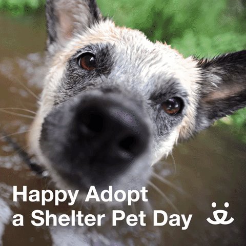Happy Adopt a Shelter Pet Day!