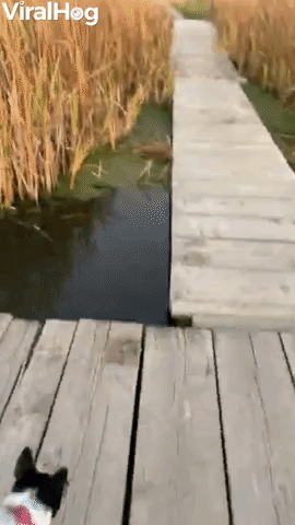Dog Mistakes Algae for Grass, Walks Headfirst off