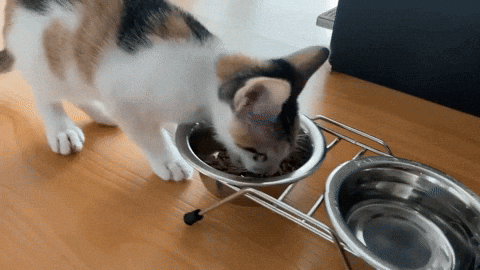 cuteanimalland giphyupload GIF