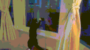cat bit GIF