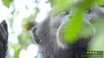 JaneGoodallInst animals nature wildlife chimp GIF