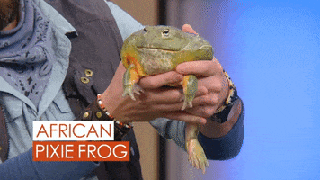 Food Frog GIF by Rachael Ray Show