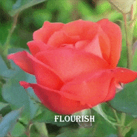 Life Love GIF by Positive Programming