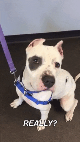 confused best friends GIF by Best Friends Animal Society