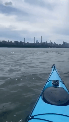 Dolphins Swim Near Kayakers Along the Hudson River
