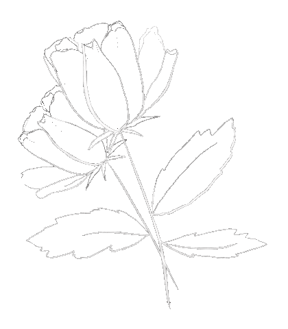 Flower Rose Sticker