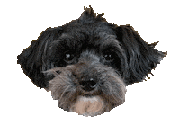 Dog Sticker by Karlijn van Mier