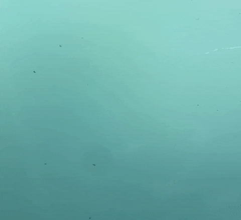 BearClawsLures giphygifmaker GIF