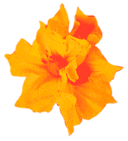 elcorraloficial colombia flores dia de la independencia 20 de julio Sticker