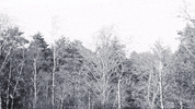 BeNatural movie woman black and white history GIF